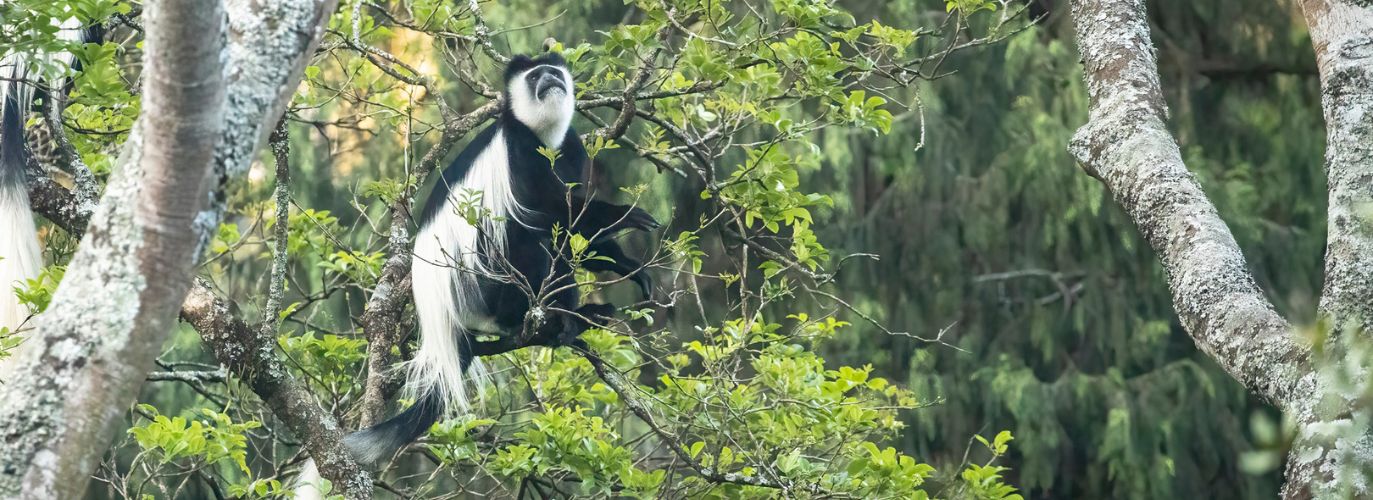 Colobus Project Success