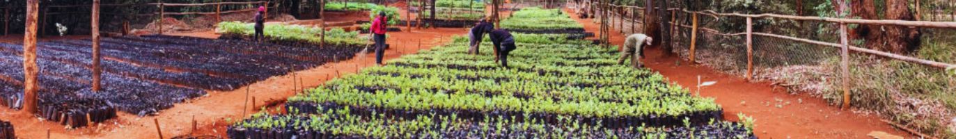 The Rains are Here: Help Us Grow the Forest