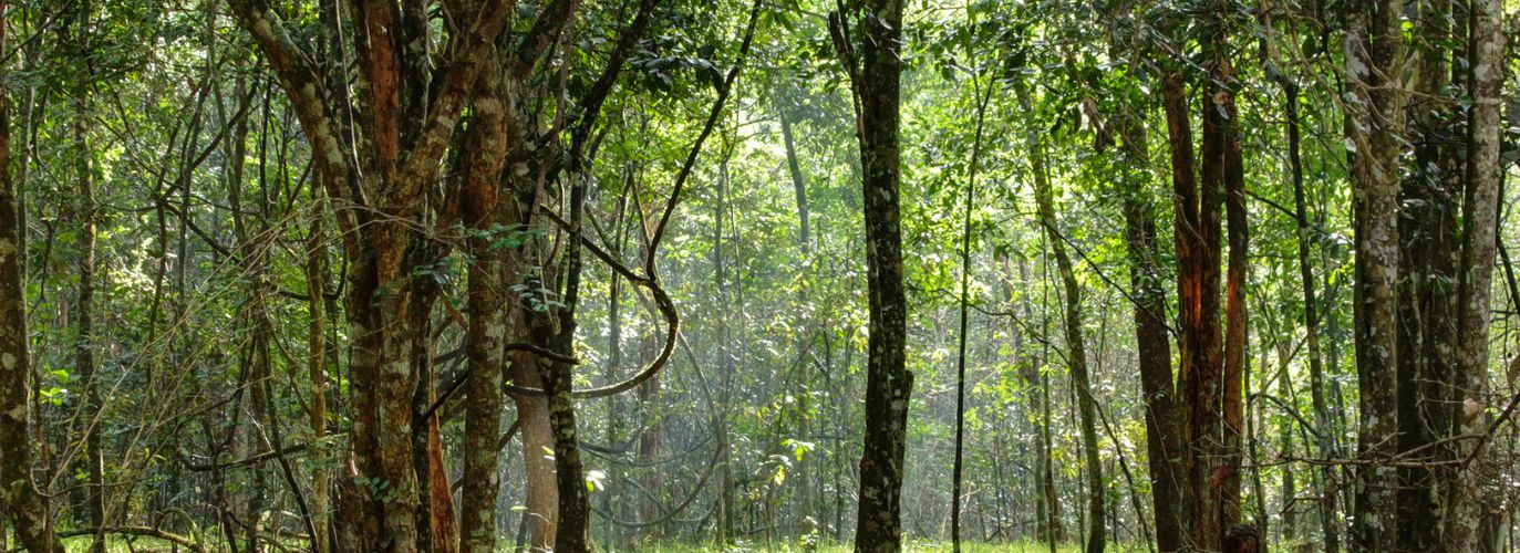 Indigenous Tree Cover Up To 40%