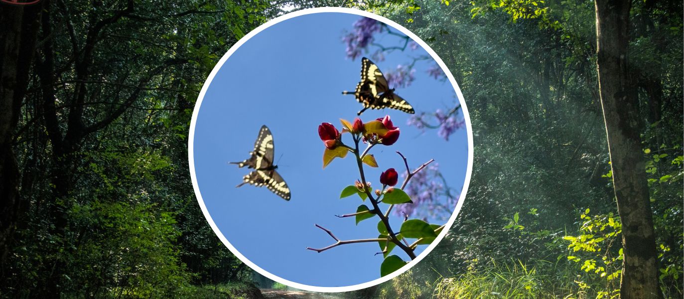 Karura Photo Competition 2024 News