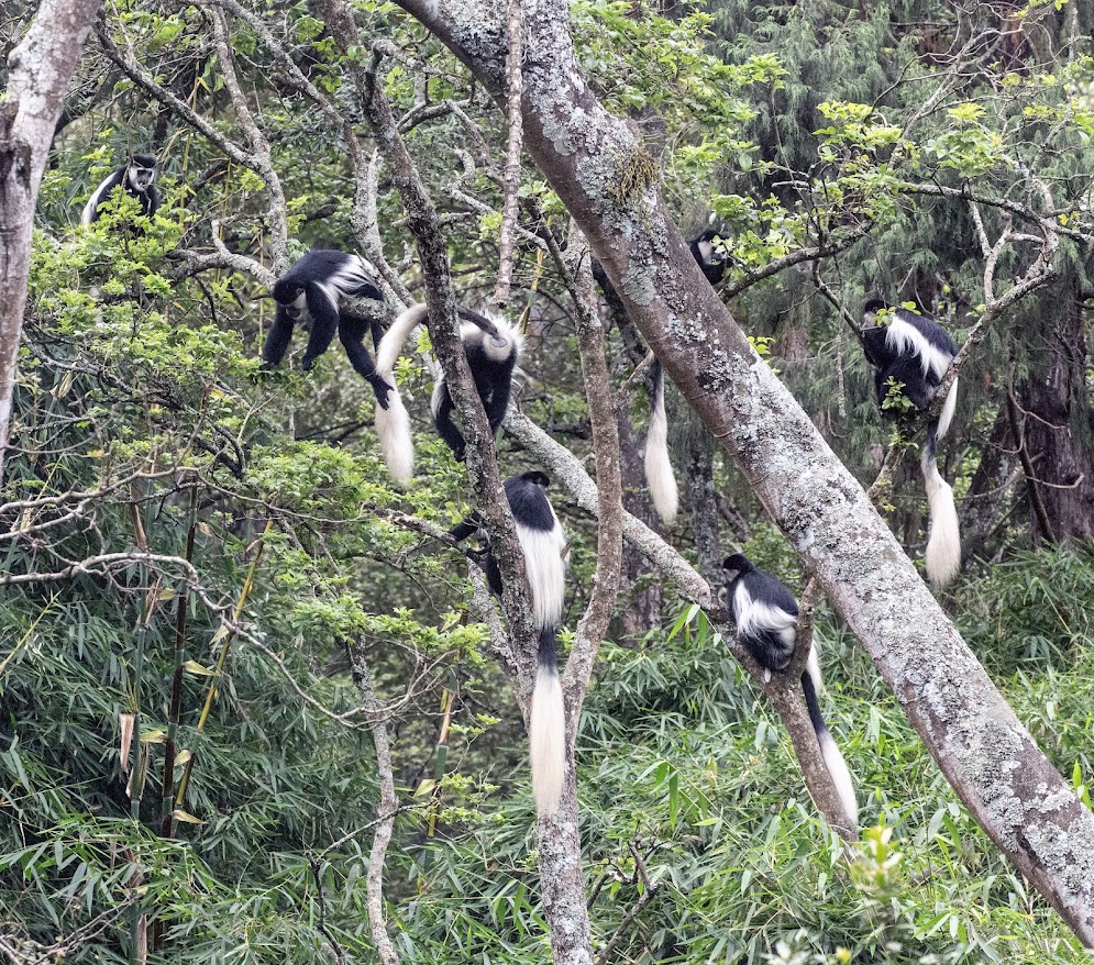 Colobus Family