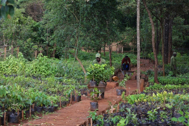 Karura-Forest-Indegenous-Tree-Nursery